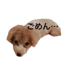 トイプードルのCOCO（個別スタンプ：13）