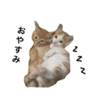 japan animal  family（個別スタンプ：4）