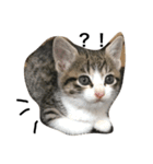 japan animal  family（個別スタンプ：7）