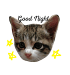japan animal  family（個別スタンプ：8）