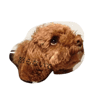 cocorin（個別スタンプ：1）