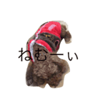 cocorin（個別スタンプ：5）