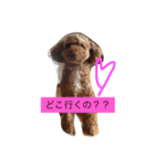 cocorin（個別スタンプ：8）