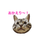 ヴァンにゃんの24面相（個別スタンプ：1）