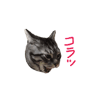 ヴァンにゃんの24面相（個別スタンプ：6）