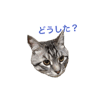ヴァンにゃんの24面相（個別スタンプ：10）