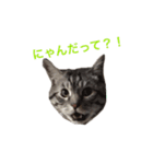 ヴァンにゃんの24面相（個別スタンプ：14）