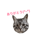 ヴァンにゃんの24面相（個別スタンプ：15）