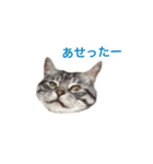 ヴァンにゃんの24面相（個別スタンプ：24）