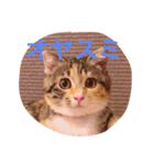 三毛スコのココちゃん（個別スタンプ：1）