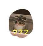 三毛スコのココちゃん（個別スタンプ：3）
