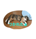三毛スコのココちゃん（個別スタンプ：6）