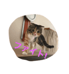 三毛スコのココちゃん（個別スタンプ：8）