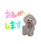 えぶりでぃ まふ（個別スタンプ：11）