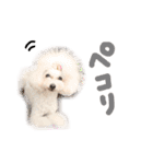 えぶりでぃ まふ（個別スタンプ：12）