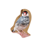 うちの文鳥.（個別スタンプ：2）
