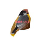 うちの文鳥.（個別スタンプ：7）