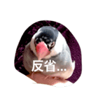 うちの文鳥.（個別スタンプ：8）