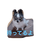 chihuahua namuchan（個別スタンプ：3）