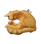 茶トラ猫たたみ（個別スタンプ：1）