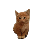 茶トラ猫たたみ（個別スタンプ：3）