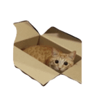 茶トラ猫たたみ（個別スタンプ：7）