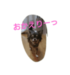 チャイくん（個別スタンプ：3）