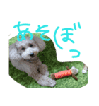 チャイくん（個別スタンプ：15）