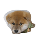 柴犬 子犬の福ちゃん（個別スタンプ：1）