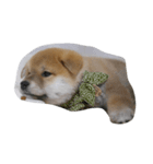 柴犬 子犬の福ちゃん（個別スタンプ：2）