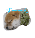 柴犬 子犬の福ちゃん（個別スタンプ：4）