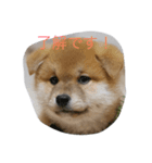 柴犬 子犬の福ちゃん（個別スタンプ：5）