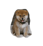 柴犬 子犬の福ちゃん（個別スタンプ：6）