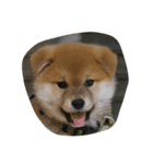 柴犬 子犬の福ちゃん（個別スタンプ：7）