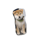 柴犬 子犬の福ちゃん（個別スタンプ：8）