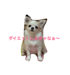 ONE sisters'（個別スタンプ：5）