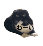 ボブとチョコ（個別スタンプ：5）