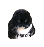ボブとチョコ（個別スタンプ：7）