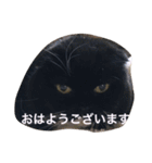 ボブとチョコ（個別スタンプ：15）