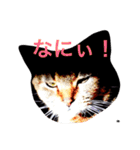癒される猫たち（個別スタンプ：1）