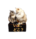癒される猫たち（個別スタンプ：2）