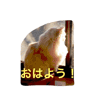 癒される猫たち（個別スタンプ：3）