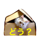 癒される猫たち（個別スタンプ：5）