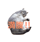 癒される猫たち（個別スタンプ：6）