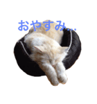癒される猫たち（個別スタンプ：7）