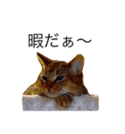 癒される猫たち（個別スタンプ：8）