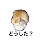 癒される猫たち（個別スタンプ：9）