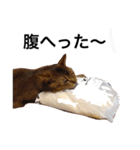 癒される猫たち（個別スタンプ：11）
