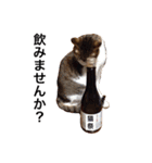 癒される猫たち（個別スタンプ：12）