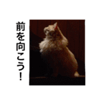 癒される猫たち（個別スタンプ：16）